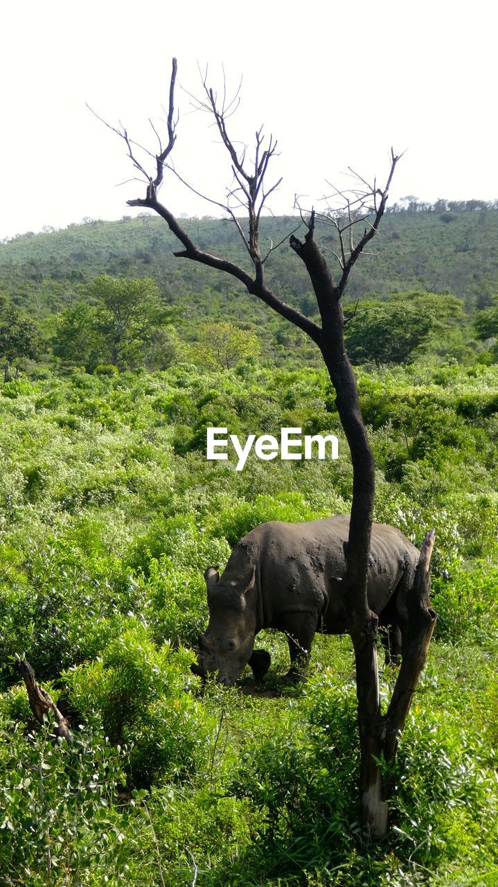 HORSE ON TREE AGAINST SKY