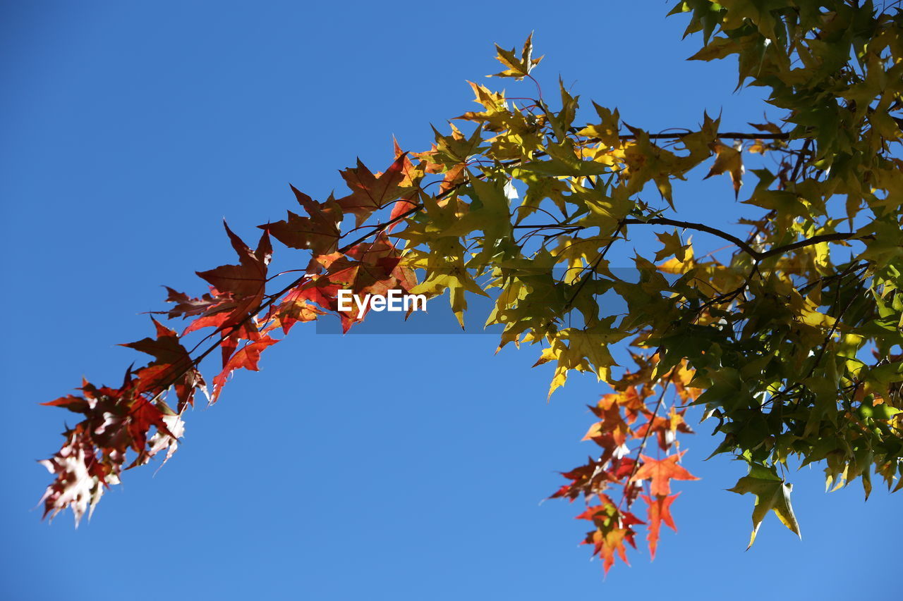 LOW ANGLE VIEW OF MAPLE LEAVES AGAINST SKY