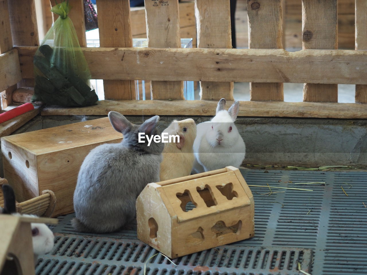 High angle view of rabbits by model house on metal