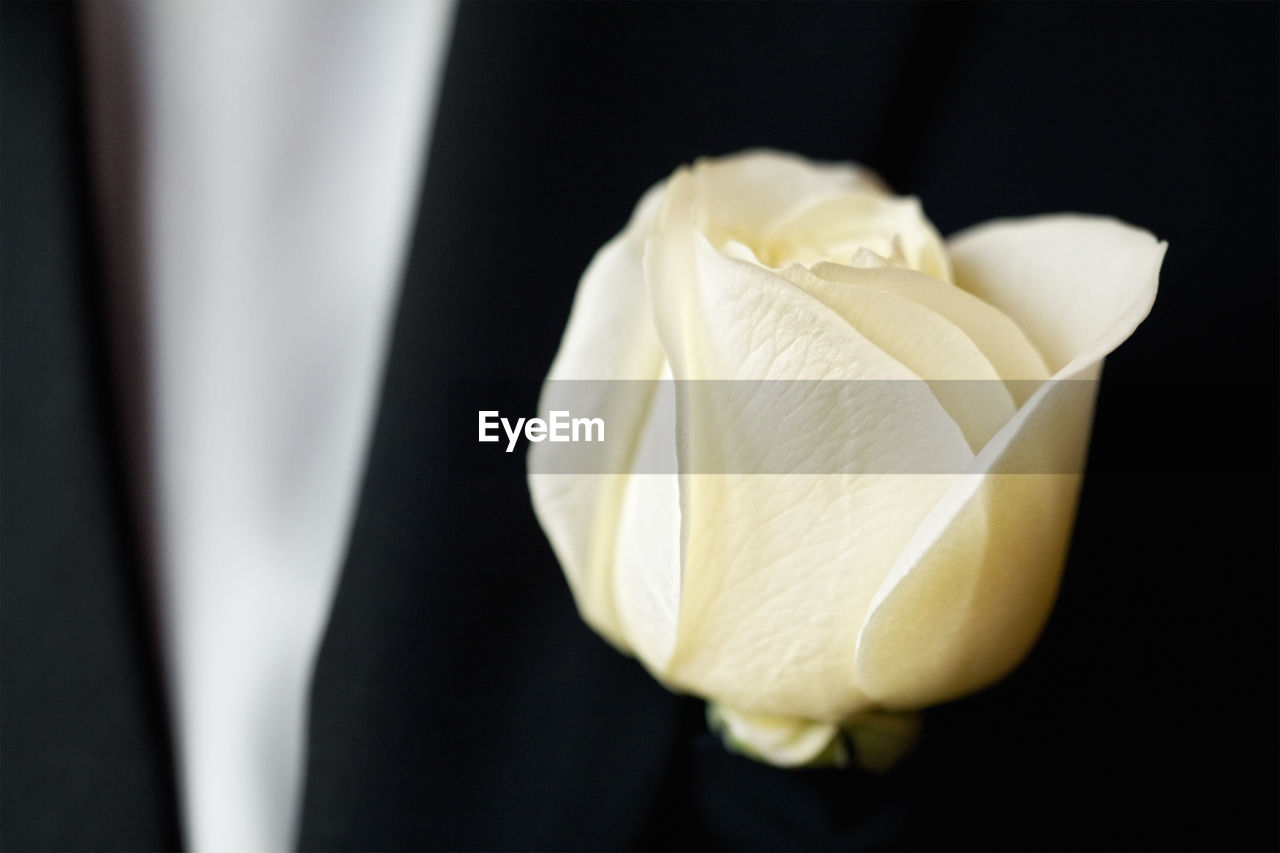 CLOSE-UP OF WHITE ROSE FLOWER