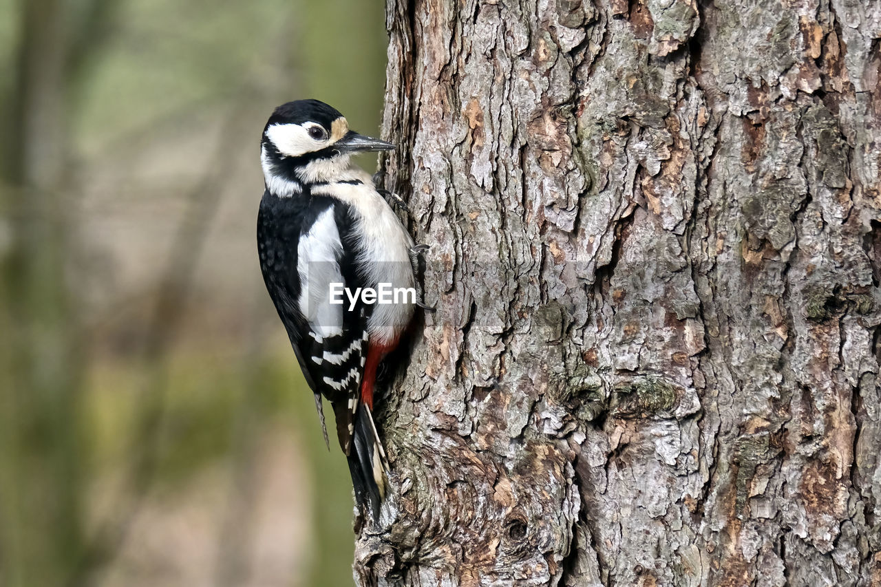 CLOSE-UP OF BIRD PERCHING ON TREE