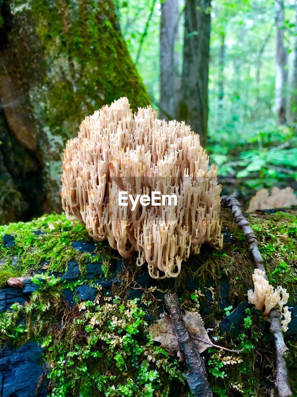 CLOSE-UP OF MUSHROOM GROWING IN FOREST