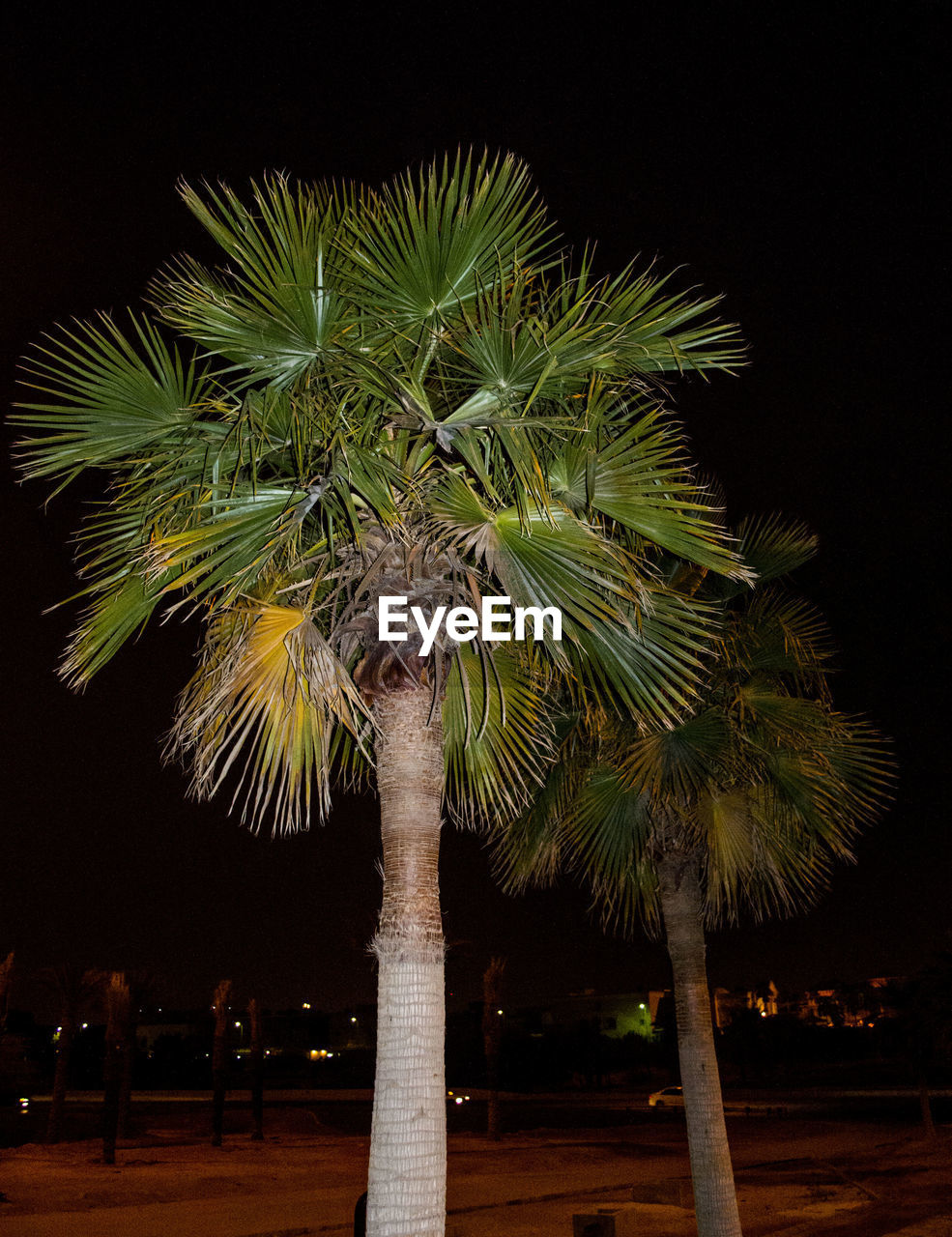 Low angle view of palm trees