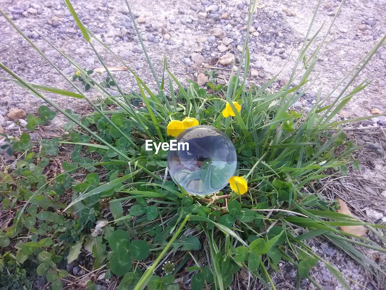 HIGH ANGLE VIEW OF YELLOW FLOWERING PLANT ON LAND