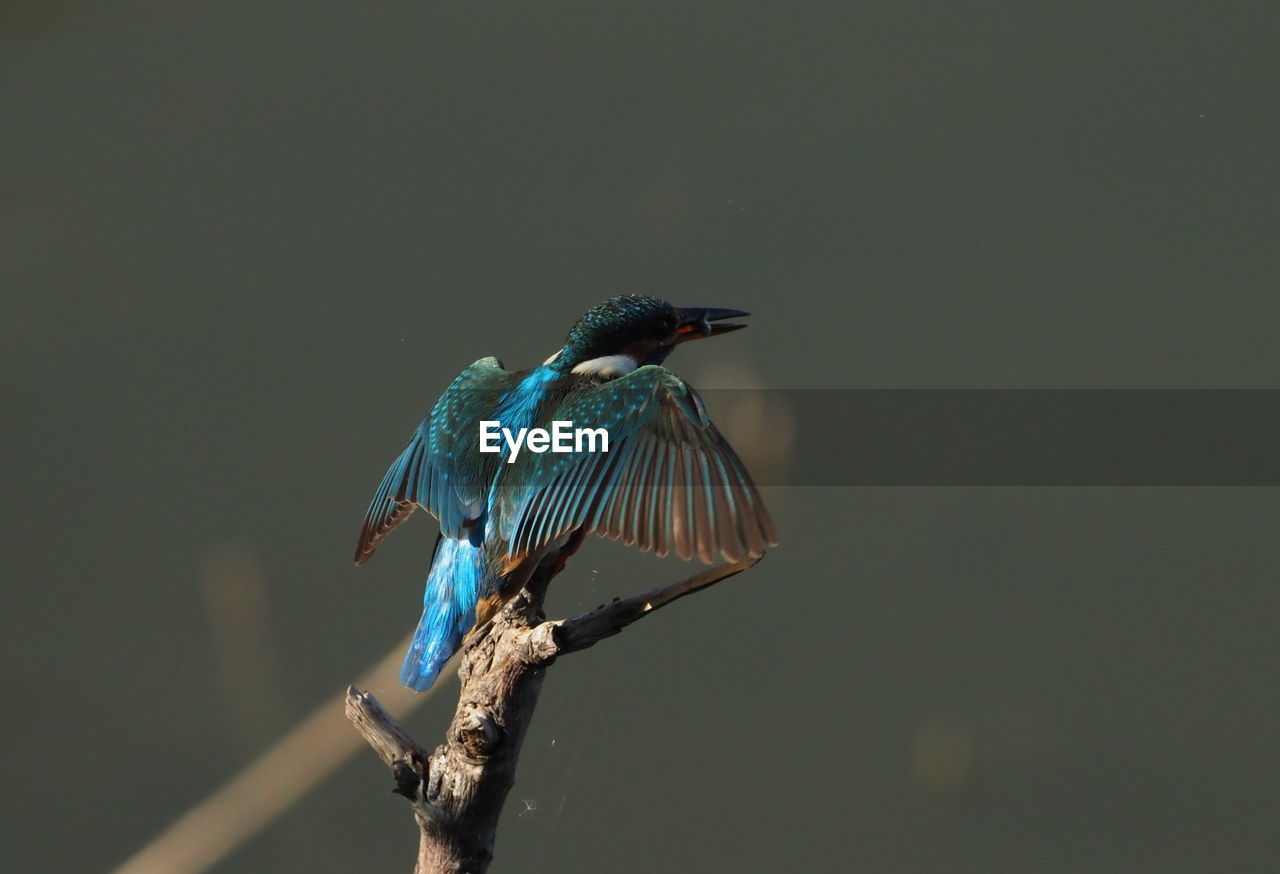 BIRD PERCHING ON A TREE