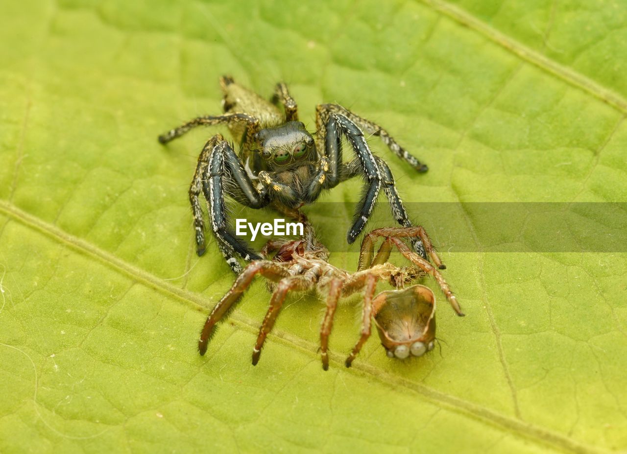 Close-up of spider with molted skin