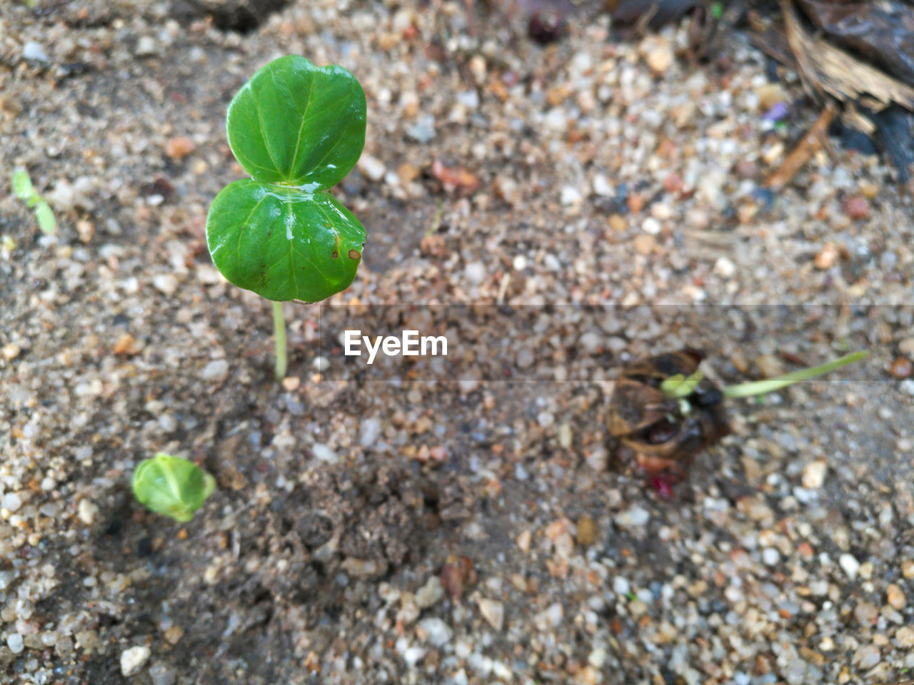 HIGH ANGLE VIEW OF INSECTS ON PLANT