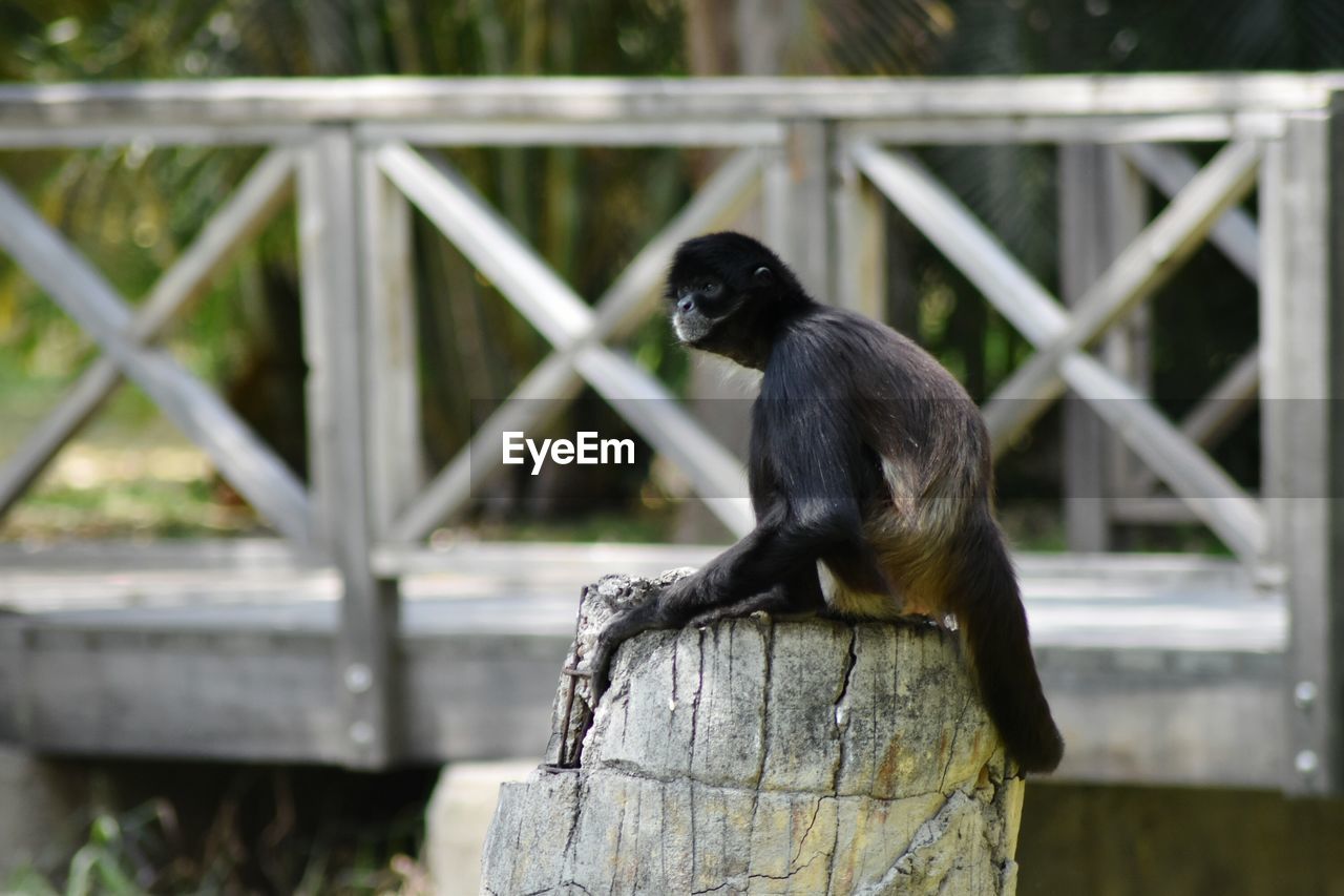 Monkey on railing