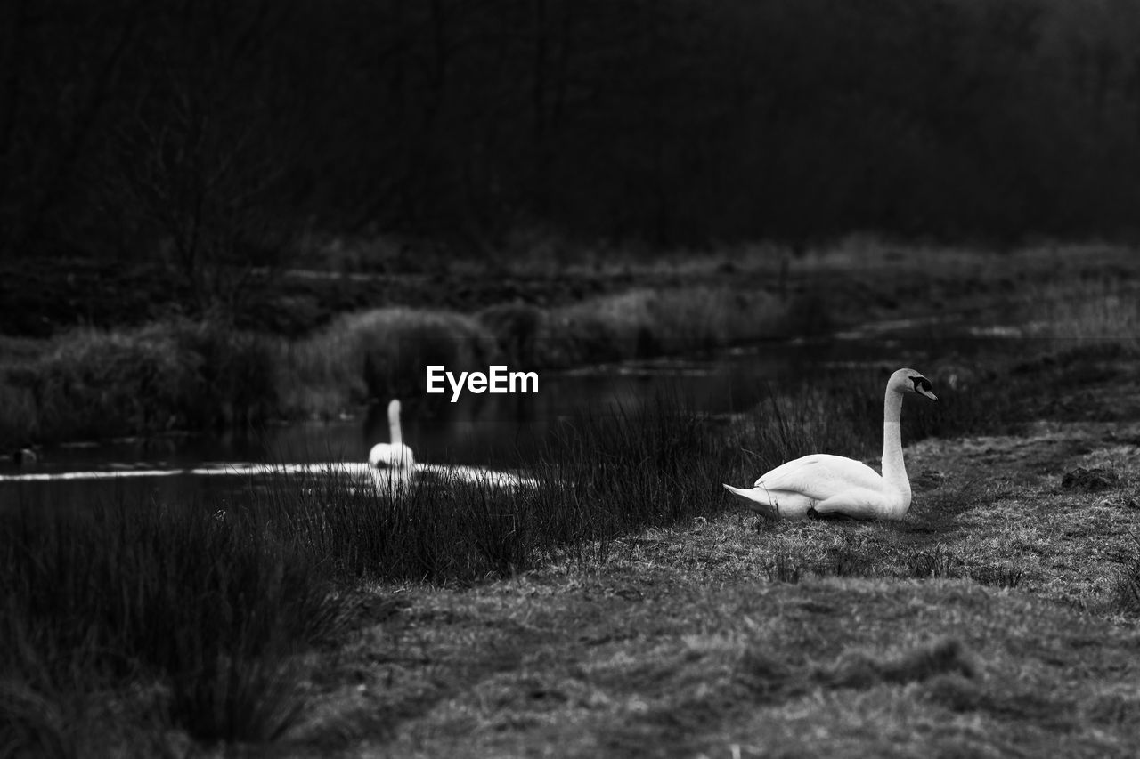 White swans by the lakeside