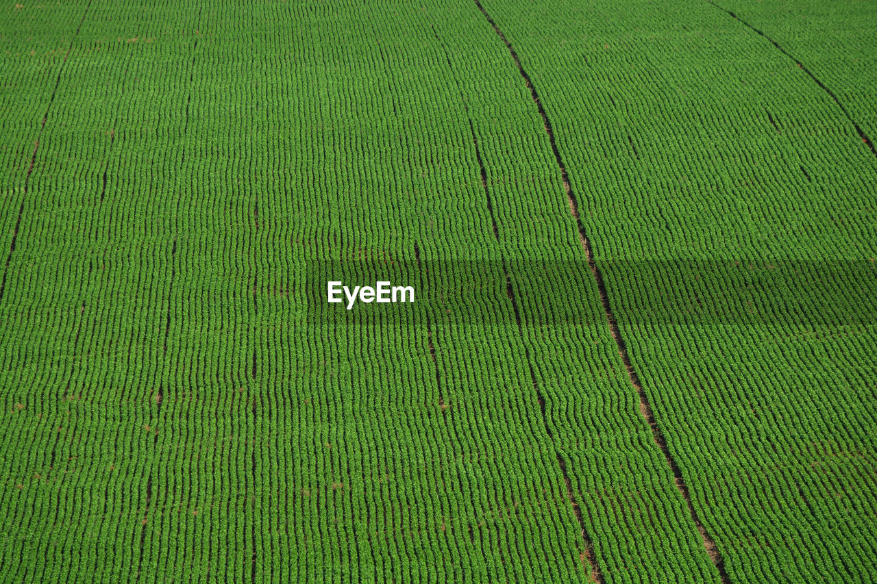 Full frame shot of agricultural field