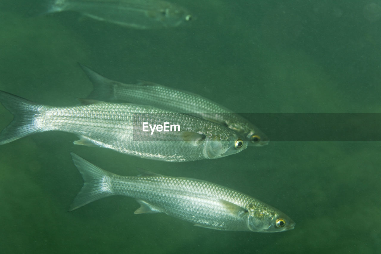 Underwater view of the thinlip mullet from skradinski buk, krka national park