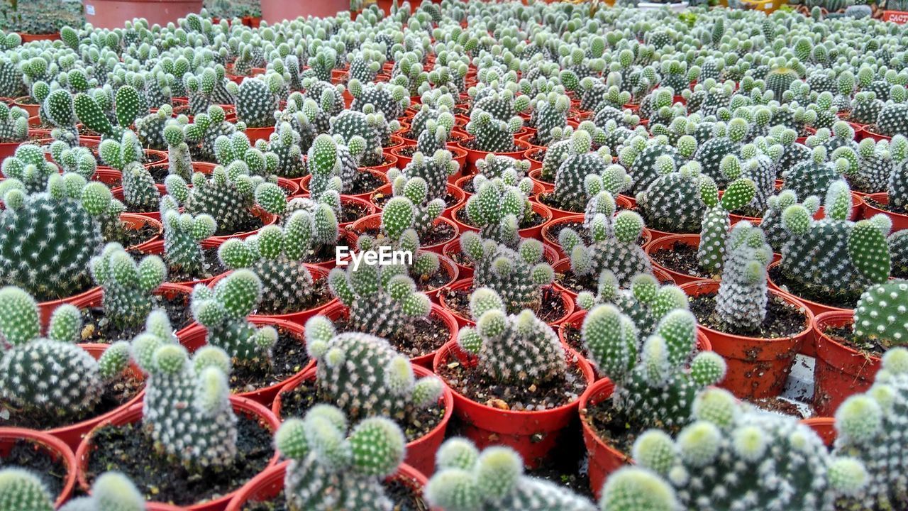 FULL FRAME SHOT OF RED CACTUS