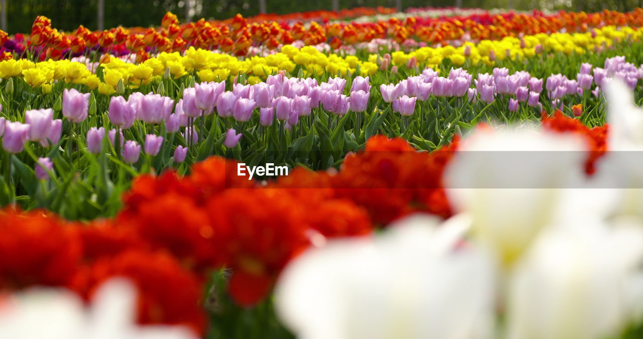 flower, flowering plant, plant, freshness, beauty in nature, tulip, multi colored, nature, flowerbed, selective focus, growth, fragility, springtime, ornamental garden, red, close-up, no people, flower head, vibrant color, garden, landscape, land, purple, field, inflorescence, outdoors, yellow, abundance, environment, blossom, summer, petal, botany, day, formal garden, rural scene, variation, backgrounds, landscaped
