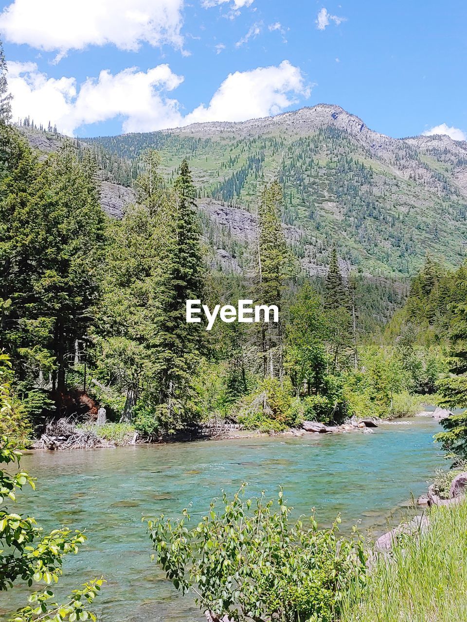 SCENIC VIEW OF LAKE IN FOREST