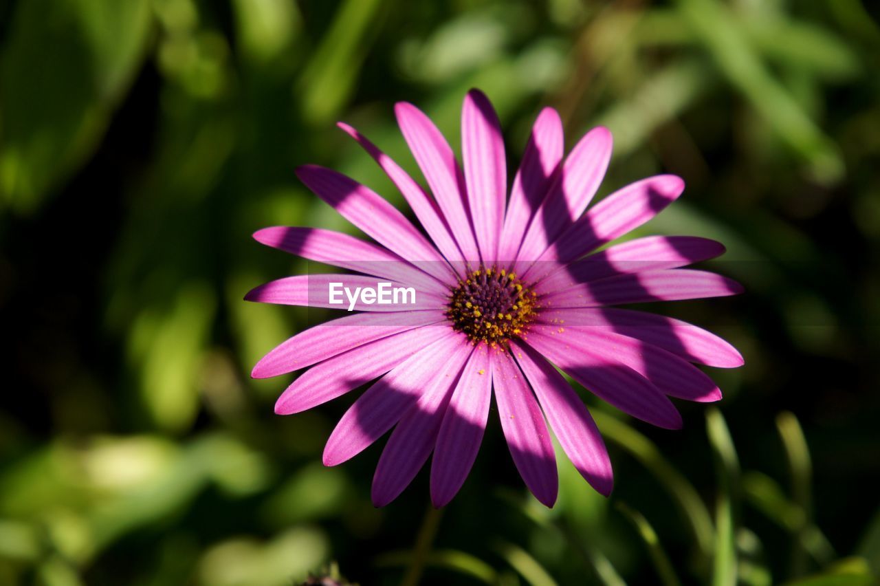 CLOSE-UP OF PINK COSMOS BLOOMING OUTDOORS