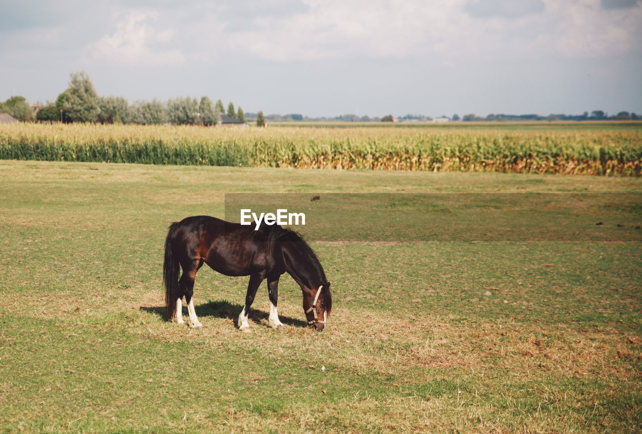 Side view of horse grazing on field