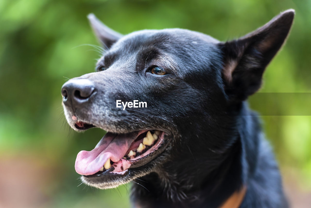 close-up portrait of dog