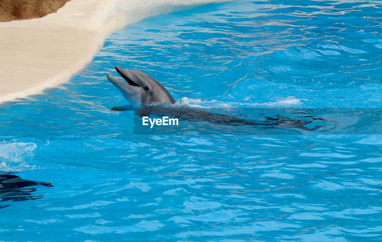 High angle view of dolphin swimming in pool