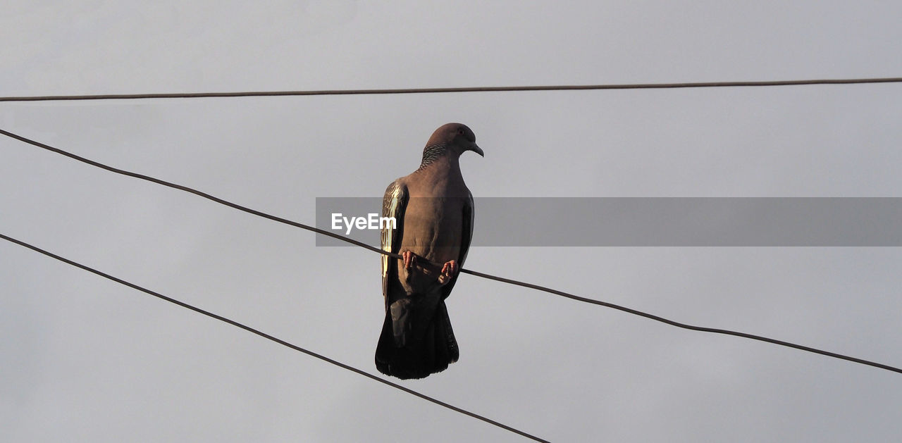 LOW ANGLE VIEW OF BIRD PERCHING ON CABLES AGAINST CLEAR SKY
