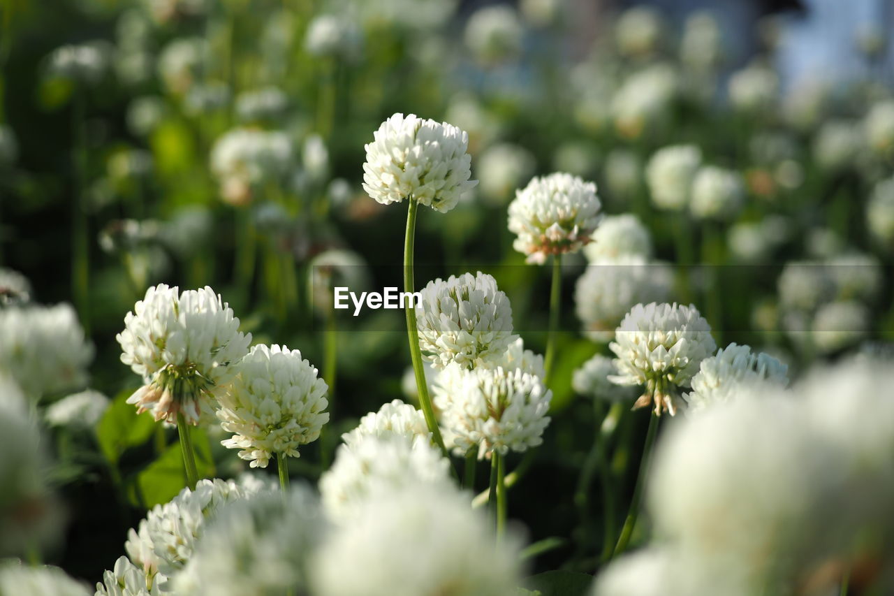 CLOSE-UP OF FLOWERING PLANT