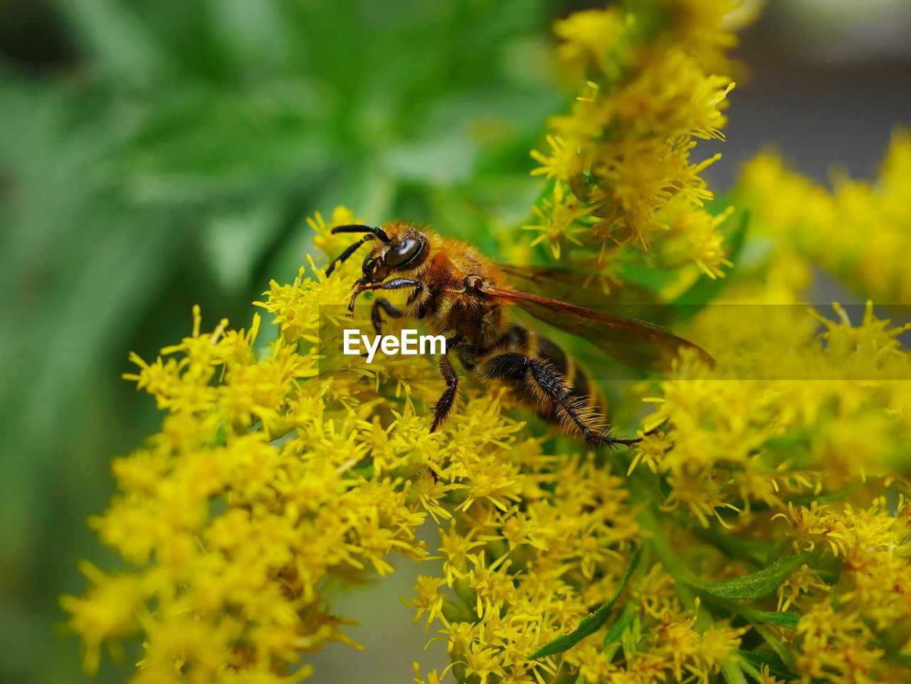 CLOSE-UP OF HONEY BEE POLLINATING ON YELLOW FLOWER