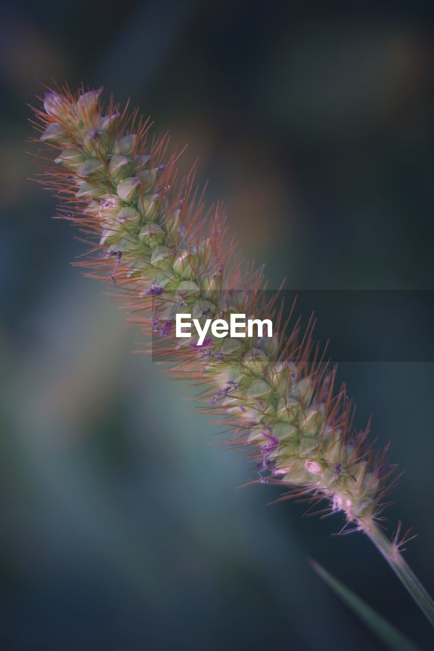 Close-up of purple flowering plant