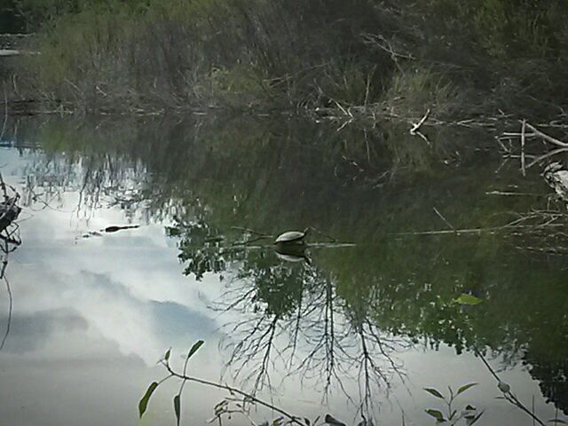 TREES REFLECTING IN LAKE