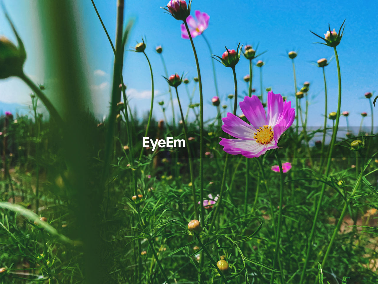 Close-up of pink flowering plants on field