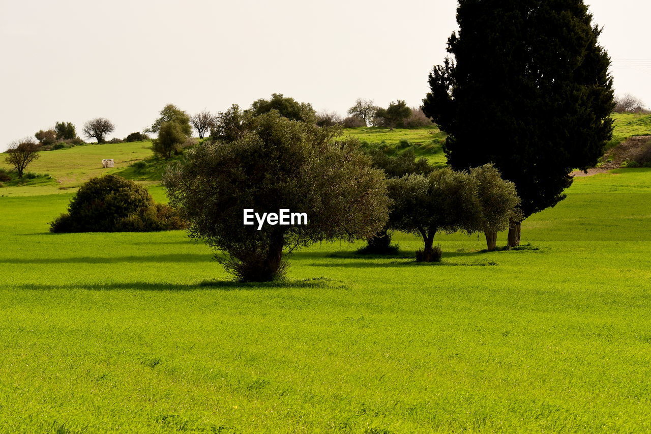 TREES GROWING ON FIELD AGAINST SKY