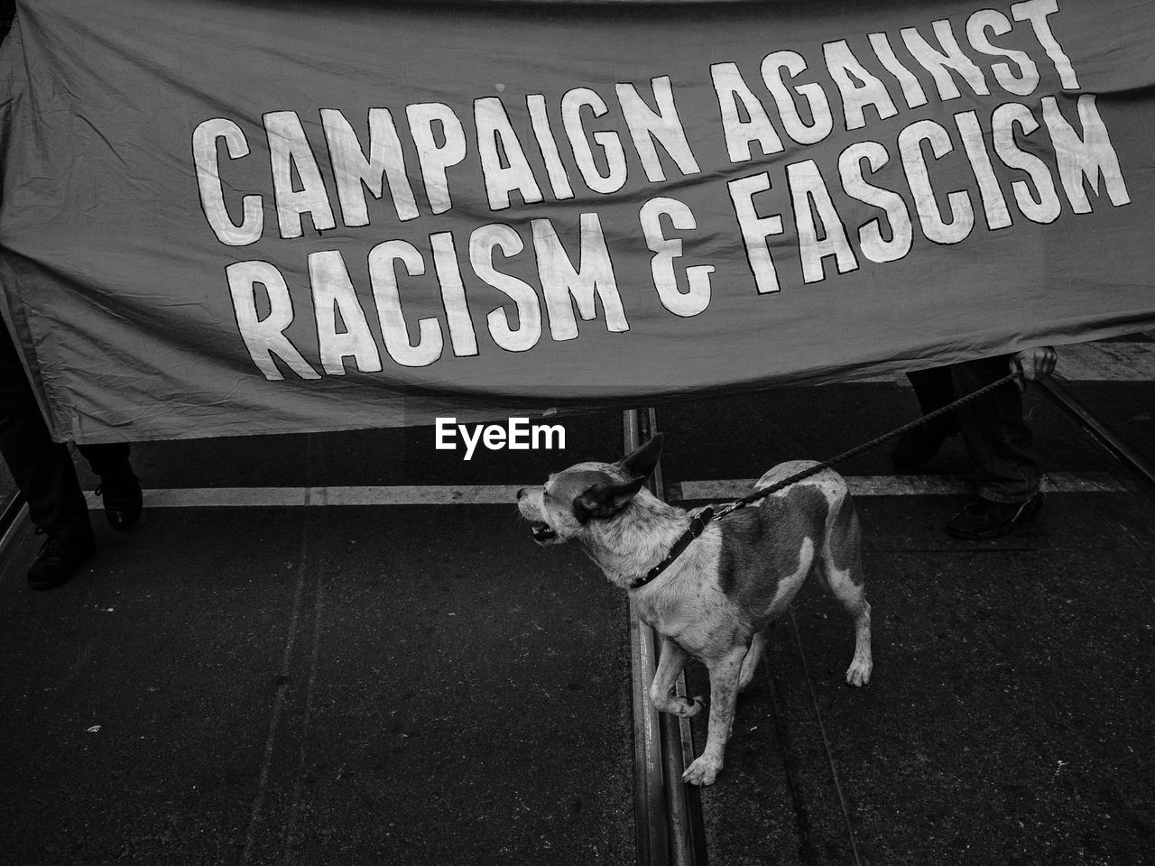 Dog on street against banner during political rally