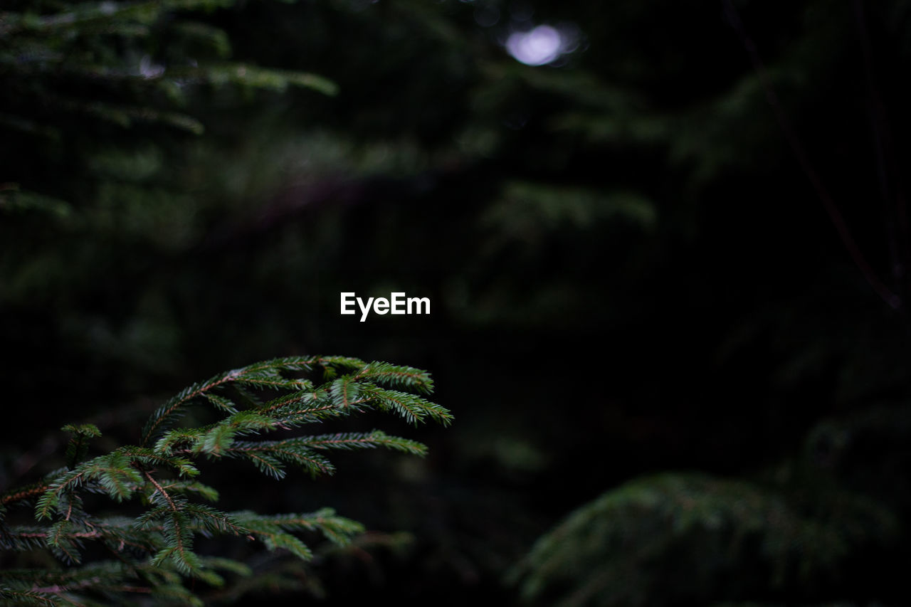 Close-up of tree