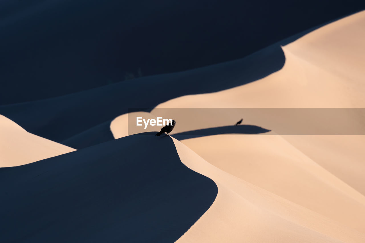 Two crows set on a sand dune, one in foreground one in background in dasht e lut or sahara desert