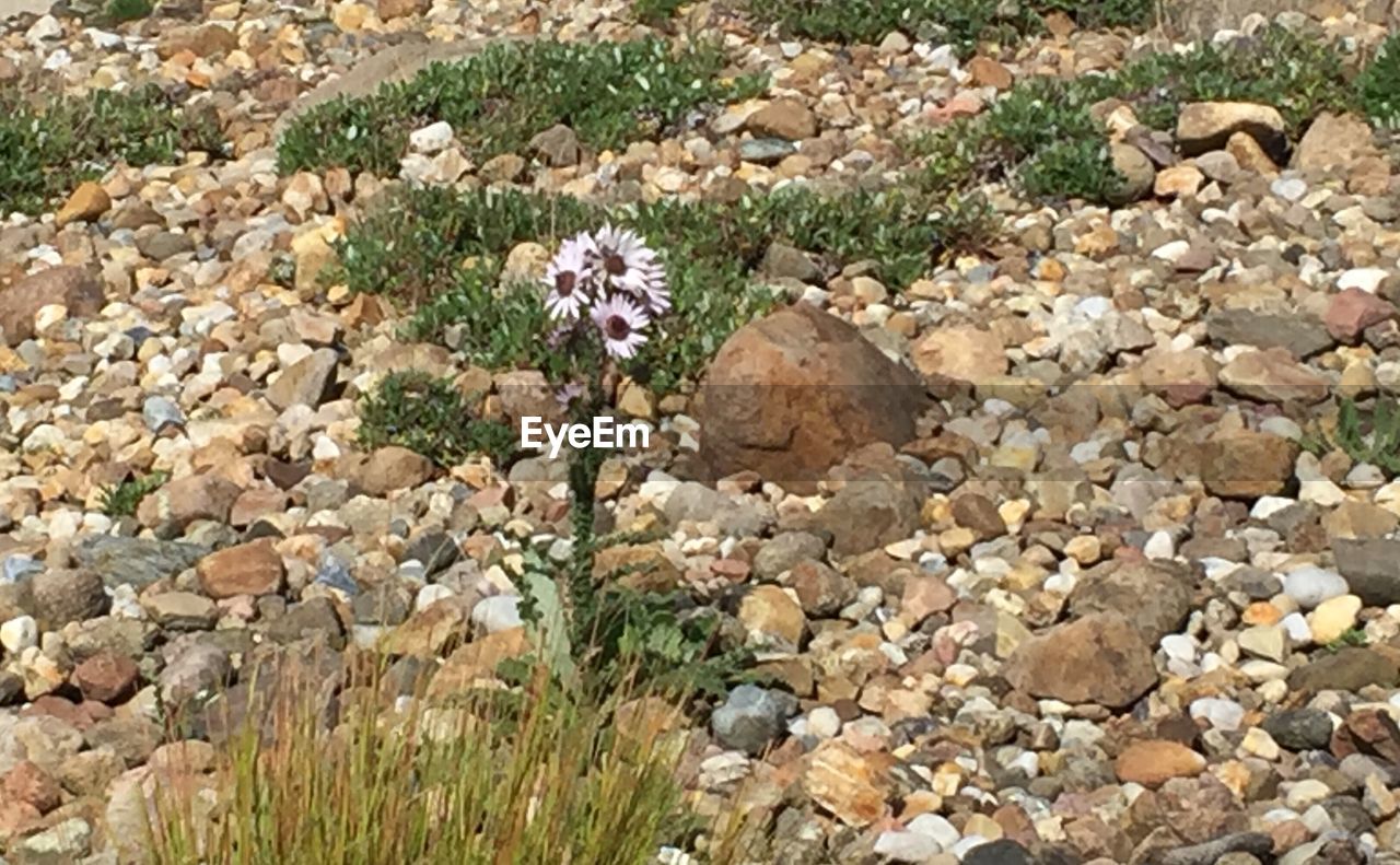 FLOWERS GROWING ON FIELD