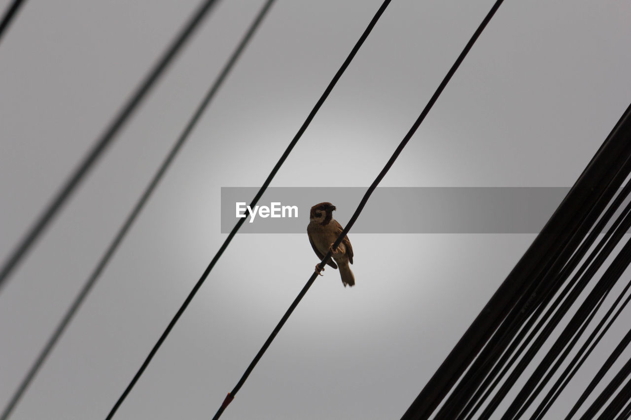 Low angle view of bird perching on power lines