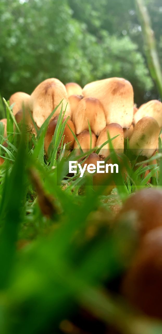 plant, food, vegetable, nature, growth, selective focus, food and drink, mushroom, macro photography, fungus, grass, freshness, green, leaf, close-up, flower, forest, woodland, no people, land, day, tree, autumn, field, surface level, outdoors, organic, healthy eating, agriculture, wellbeing, beauty in nature, edible mushroom