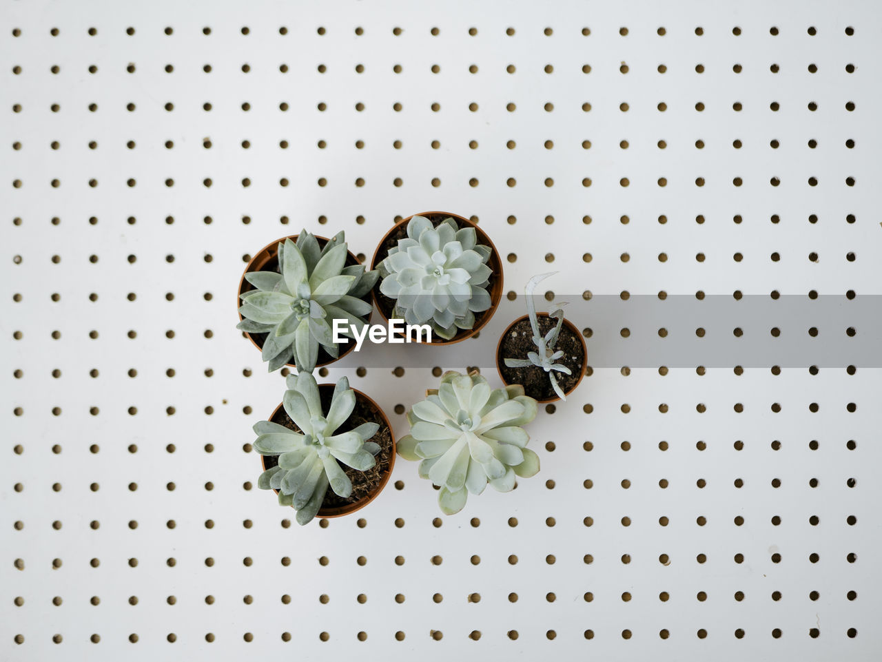 High angle view of suculent plants against white background