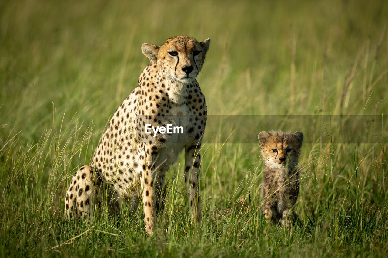 Portrait of cheetah with cub on grass