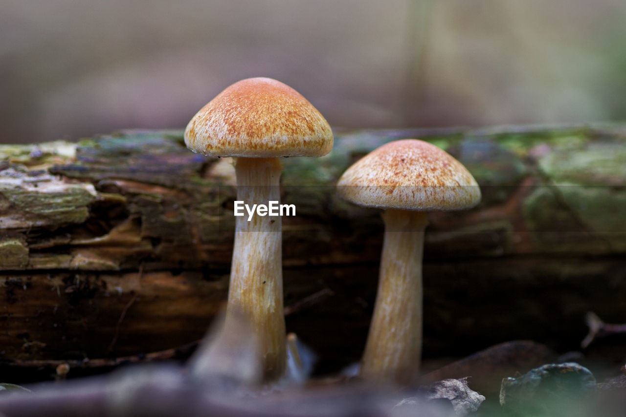 Close-up of mushroom growing on land