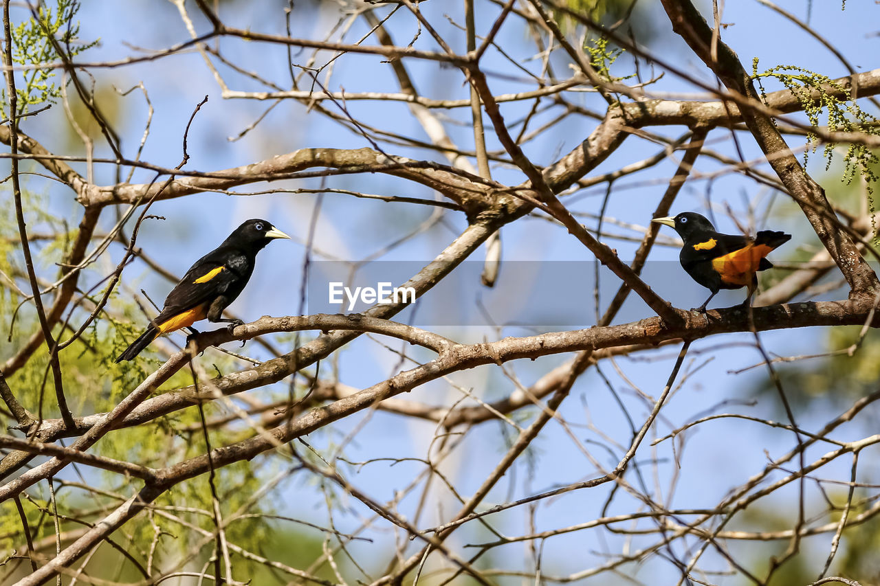 low angle view of bird perching on branch