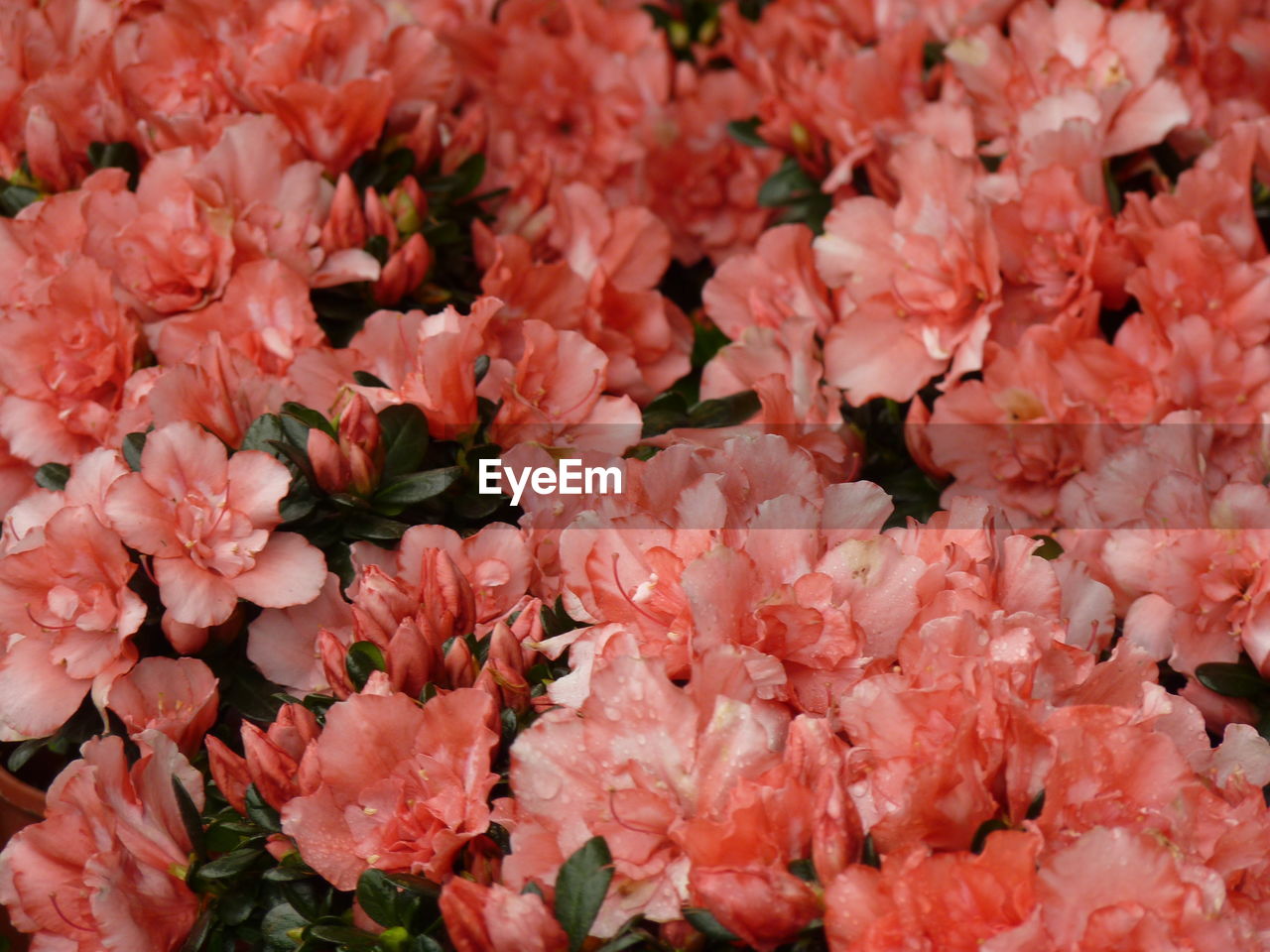 Full frame shot of pink flowering plants