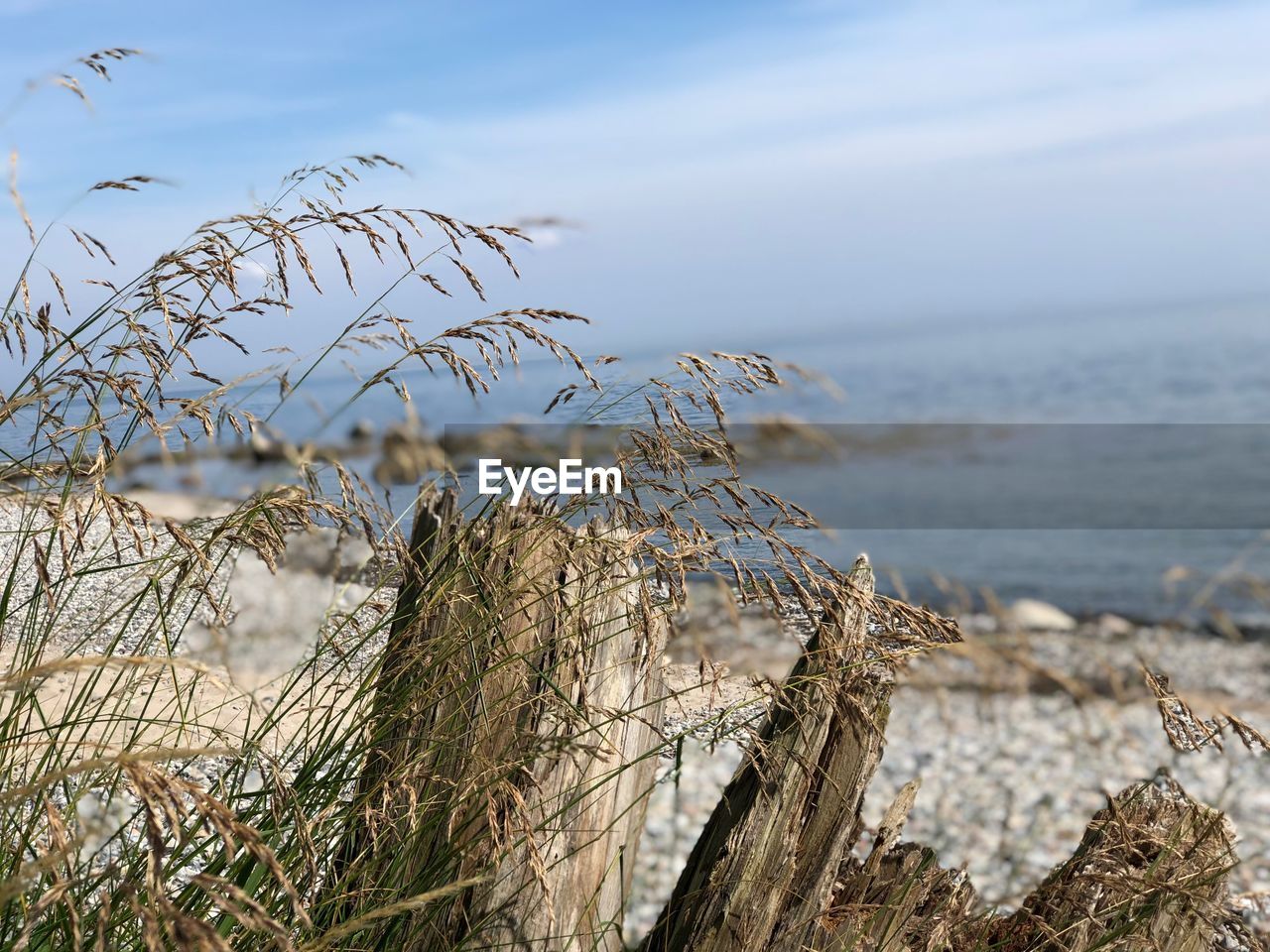 CLOSE-UP OF PLANT ON LAND AGAINST SEA
