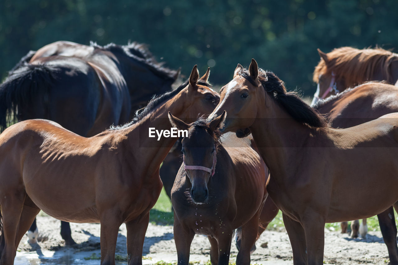 HORSES STANDING ON HORSE