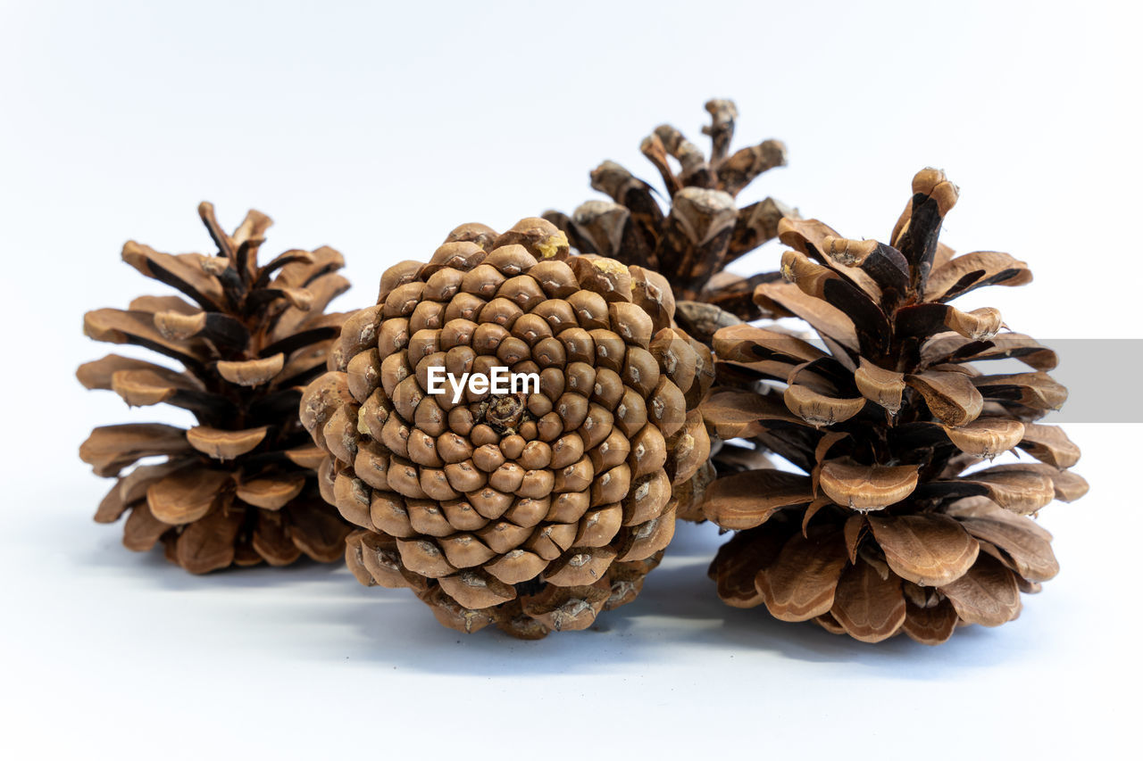 conifer cone, tree, pine cone, food, food and drink, branch, plant, produce, white background, studio shot, nature, no people, leaf, dry, pinaceae, cut out, indoors, brown, coniferous tree, close-up, large group of objects, healthy eating, freshness, wellbeing, still life, twig