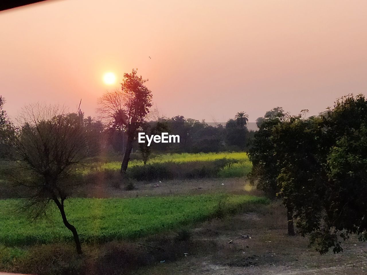 TREES ON FIELD AGAINST SKY