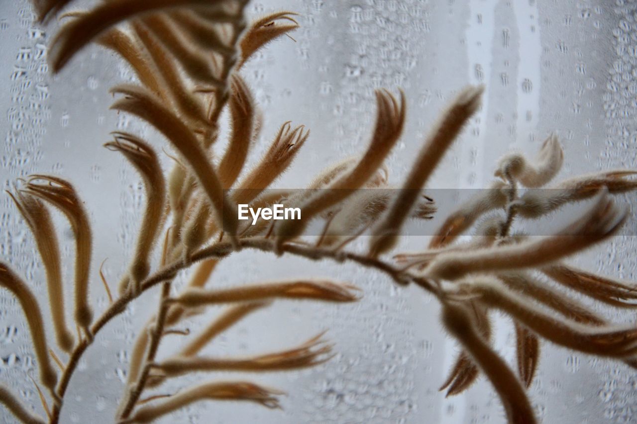 Close-up of plant against condensed glass