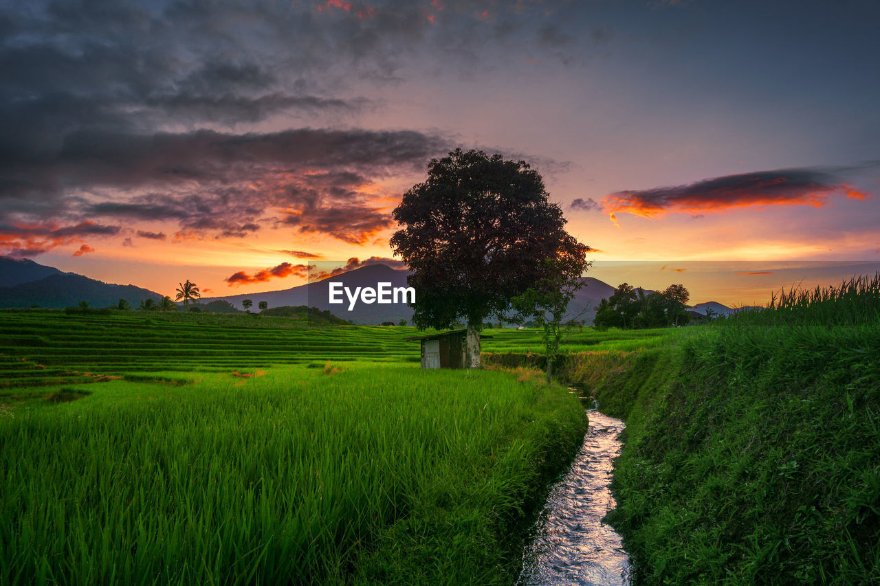 Nature panorama of green rice fields and flowing water in the mountains of rural area of indonesia