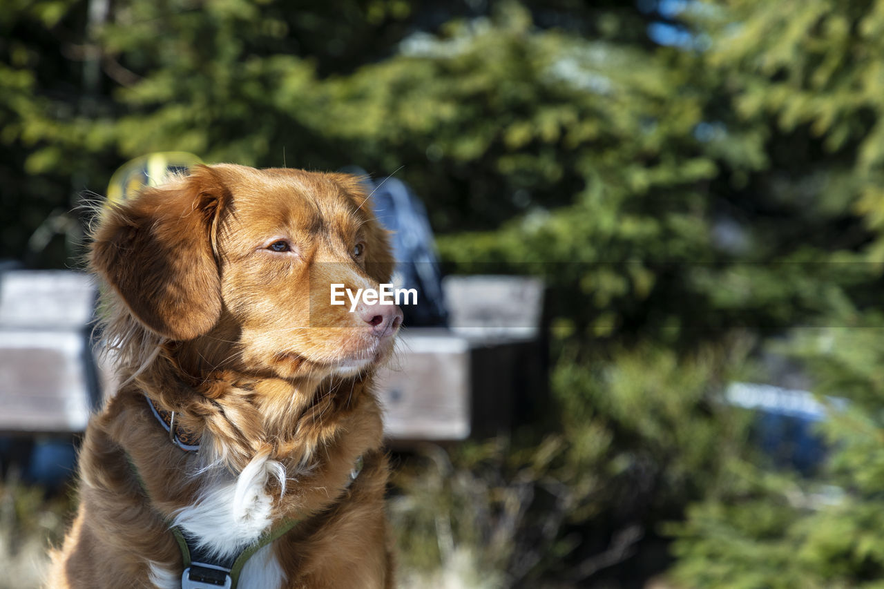 Close-up of a dog looking away