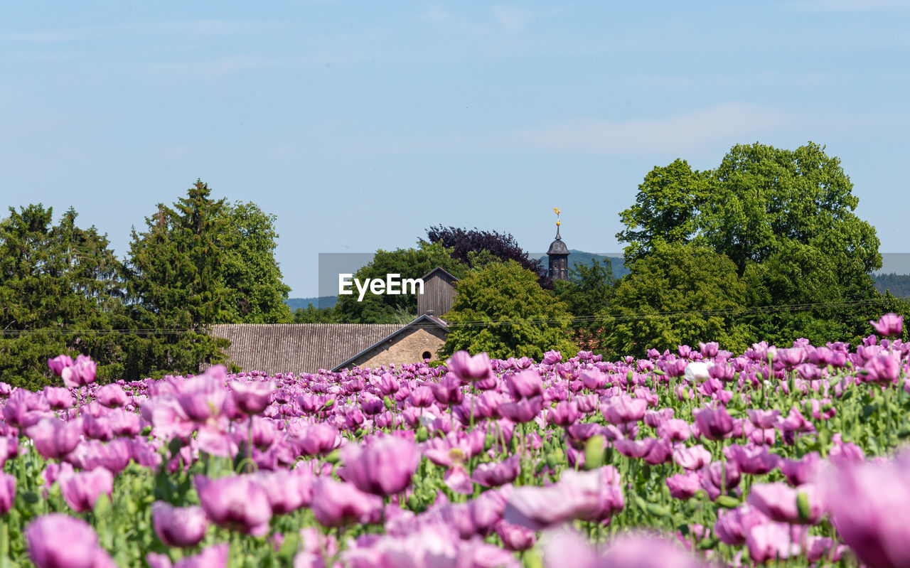 PINK FLOWERING PLANTS AGAINST TREES AND SKY