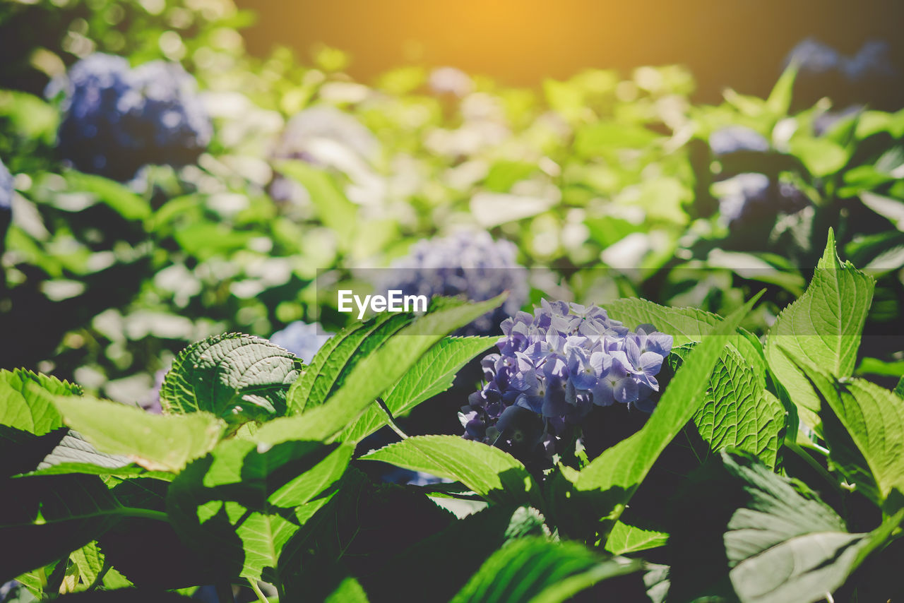 CLOSE-UP OF PURPLE FLOWERING PLANTS