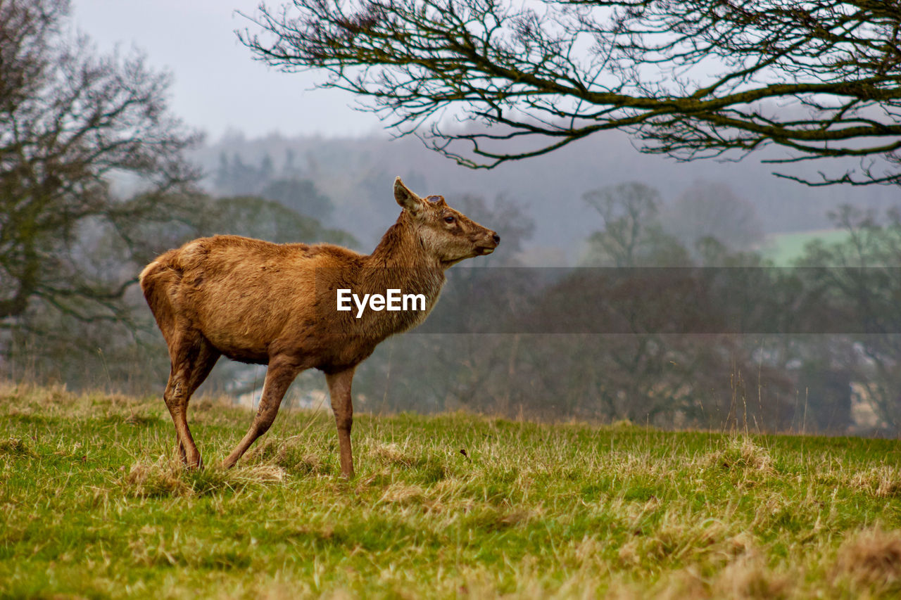 deer standing on field against sky